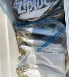 アジの入れ食い