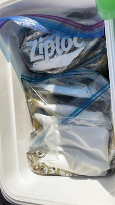 アジの入れ食い