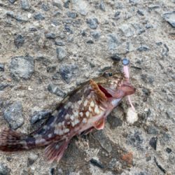 アジ釣れますねぇ〜