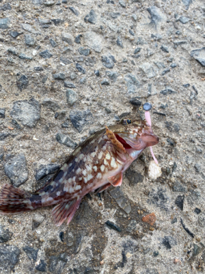 アジ釣れますねぇ〜