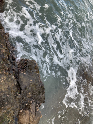 もう真冬なのに夏の魚をゲット!