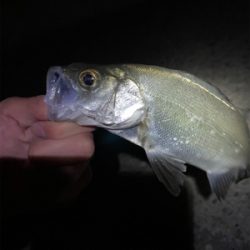 激シブメバリング