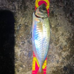 アジ自己新記録!