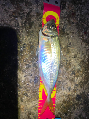 アジ自己新記録!