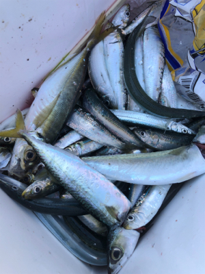 アジに、イワシに、サヨリ！堤防からのライトな釣りを満喫