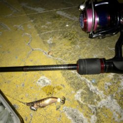 ヒイカはタイミング？σ(^_^;)