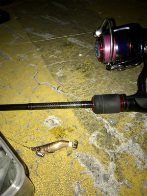 ヒイカはタイミング？σ(^_^;)