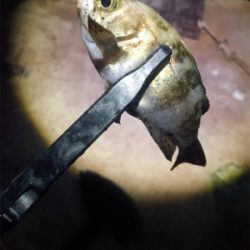 仕事終わりアジング