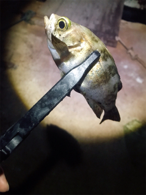 仕事終わりアジング