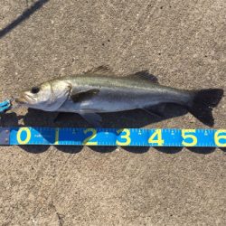 大阪湾奥でLSJとサビキ