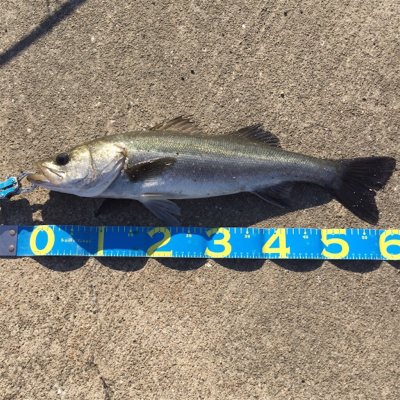 大阪湾奥でLSJとサビキ