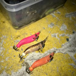 寒くてもヒイカ釣りσ(^_^;)