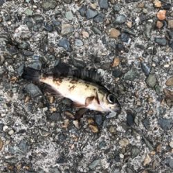 小あじ大量発生