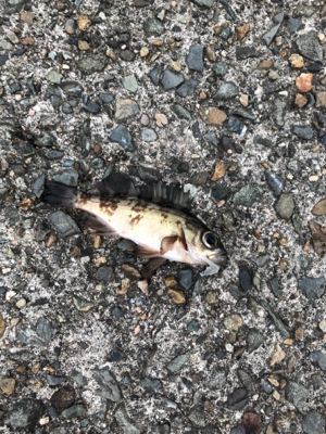 小あじ大量発生