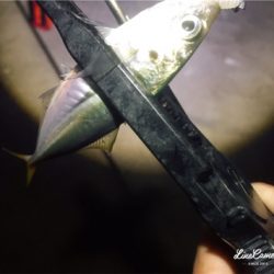 シゴオワアジング