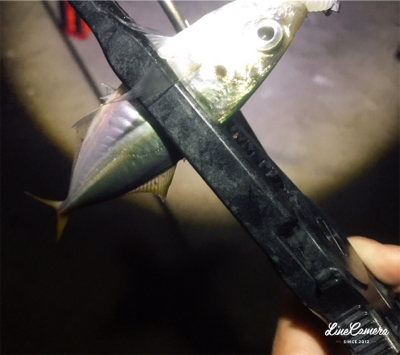 シゴオワアジング