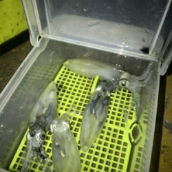 やっぱり渋いヒイカ釣り(><)