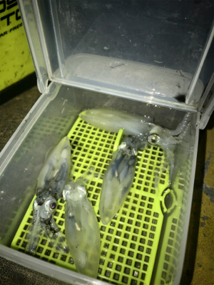 やっぱり渋いヒイカ釣り(＞＜)