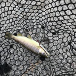 極寒のトラウト