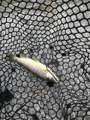 極寒のトラウト