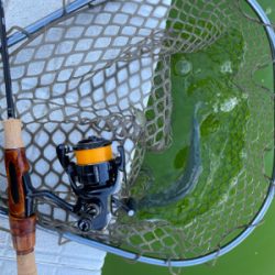 管釣り　大阪府