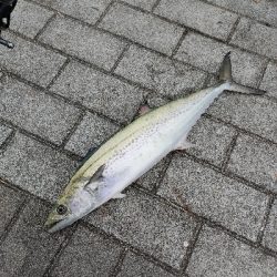 サゴシ回遊かな?