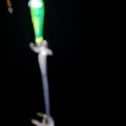 アジング練習 237