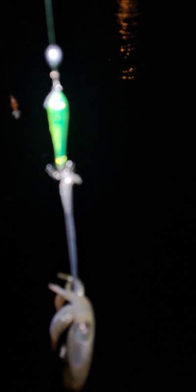 アジング練習 237