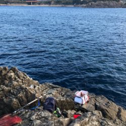 磯フカセ釣りでイサギ