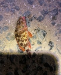 アジなんとか釣れた！