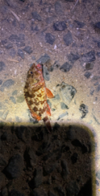 アジなんとか釣れた！