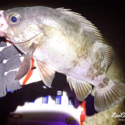 ワームで釣れない時はプラグで！