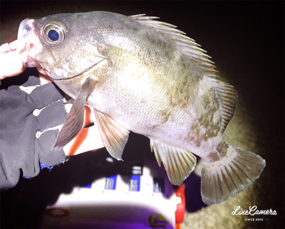 ワームで釣れない時はプラグで！
