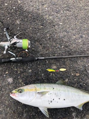 阪神間湾奥でハマチ