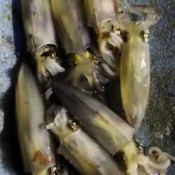 アジング練習 238