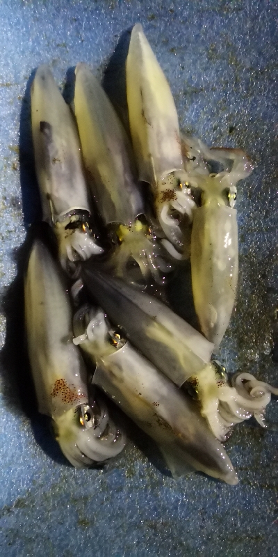 アジング練習 238