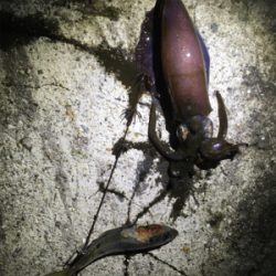 やっぱり楽しい