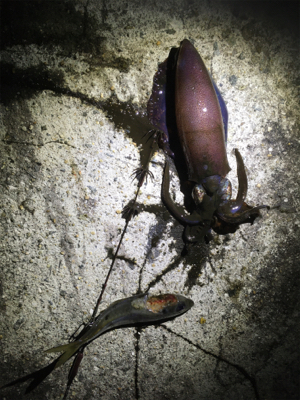 やっぱり楽しい