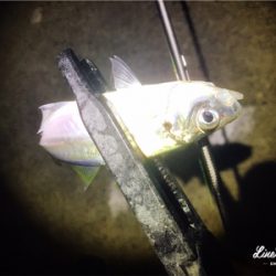 短時間アジング