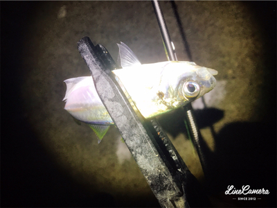 短時間アジング