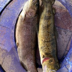 エリアトラウト