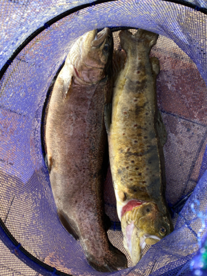 エリアトラウト