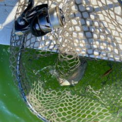 服部緑地 エリアトラウト 管釣り