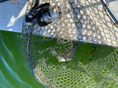 服部緑地 エリアトラウト 管釣り