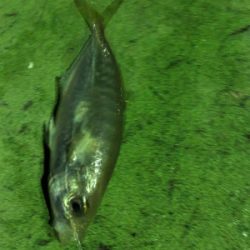 1人より仲間と釣るのが楽しみ