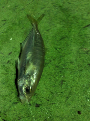 1人より仲間と釣るのが楽しみ