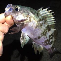 明石でメバリング