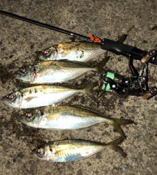 仕事帰りアジングナイト(プチ入れ食い)