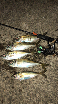 仕事帰りアジングナイト(プチ入れ食い)