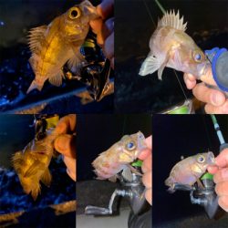 シャローフリークF